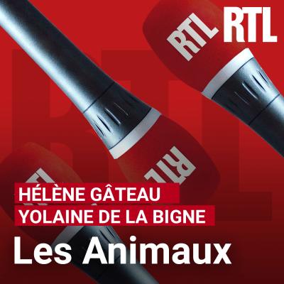 RTL podcast Les animaux avec Hélène Gateau